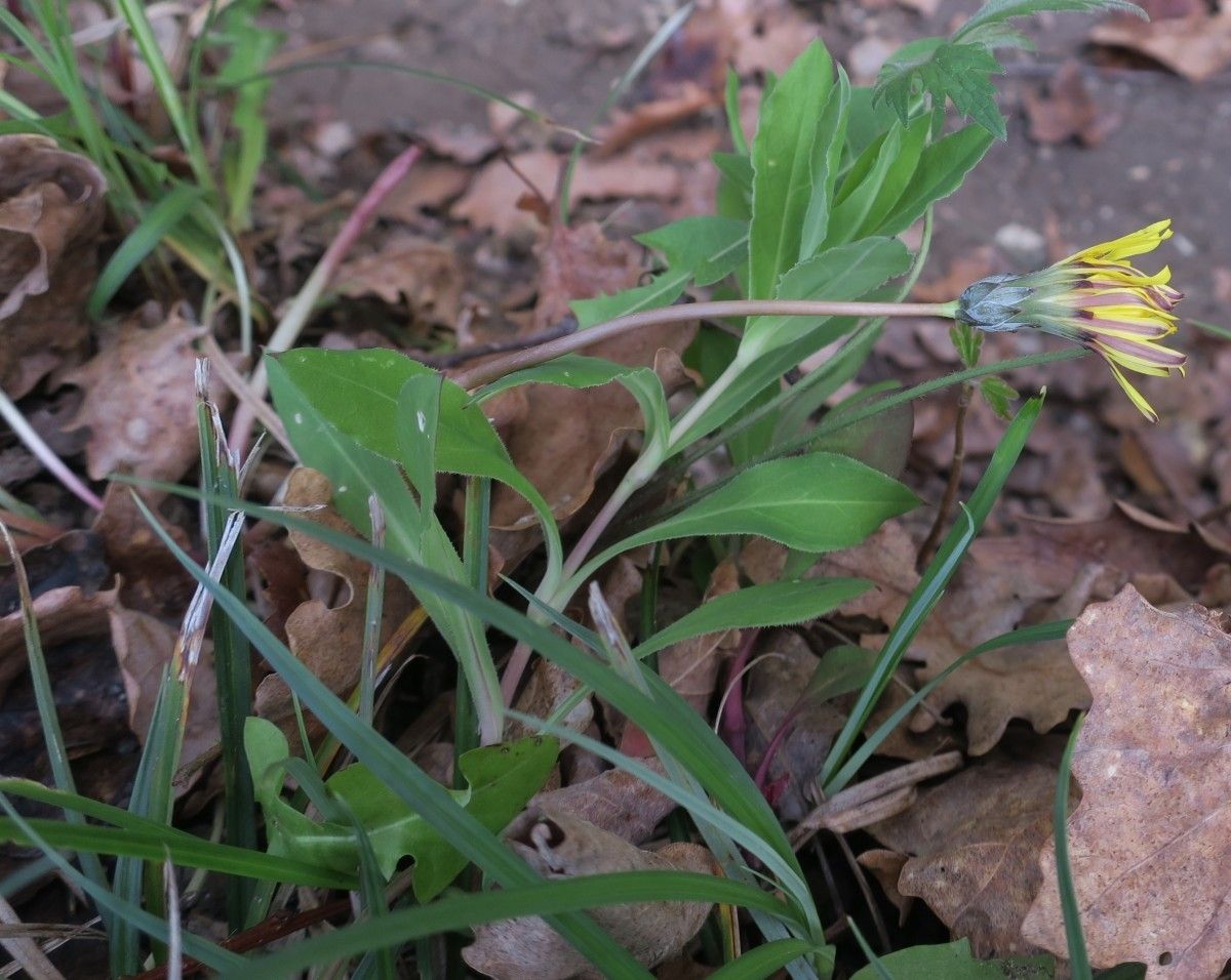 Taraxacum aquitanum — search result for 'Taraxacum'