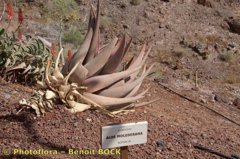 Aloe molederana — houseplant care guide