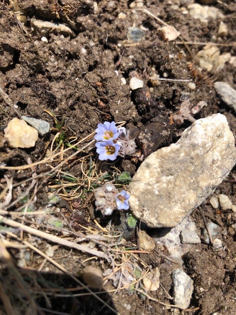 Gentiana albicalyx flower