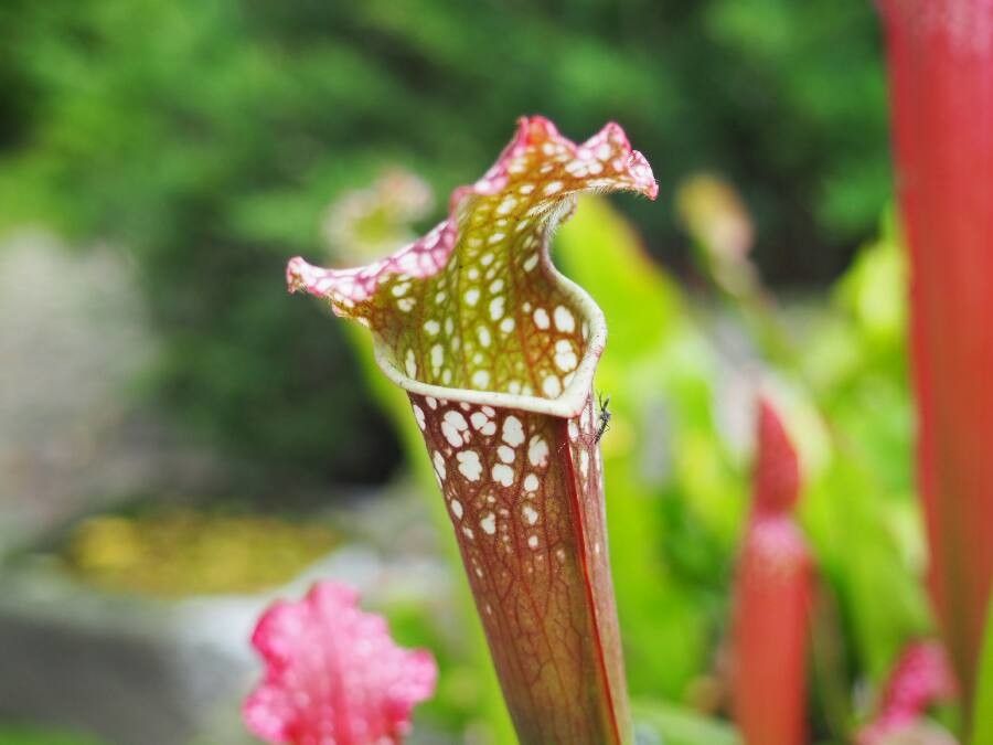 Sarracenia leucophylla flower