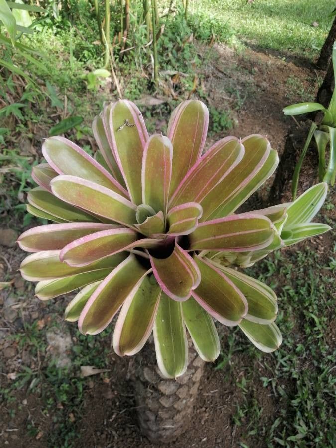 Aechmea marginalis flower