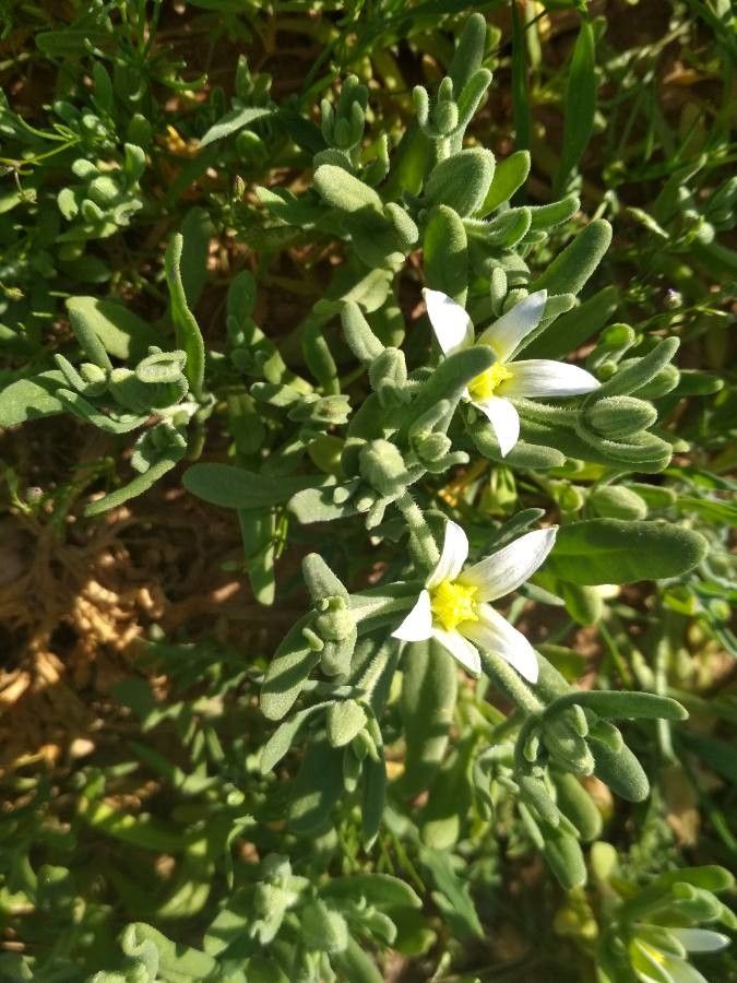 Aizoanthemum hispanicum flower