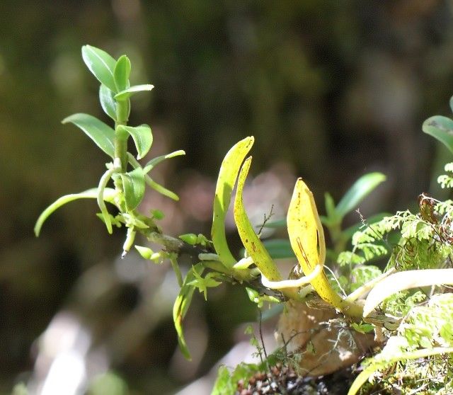 Angraecum cilaosianum habit