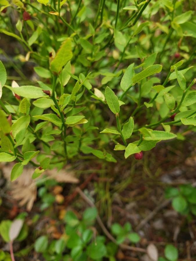 Vaccinium cespitosum — search result for 'Vaccinium'