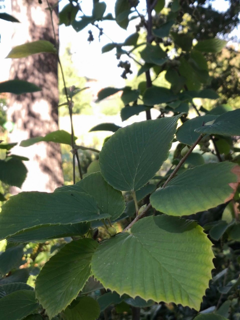 Corylopsis sinensis leaf