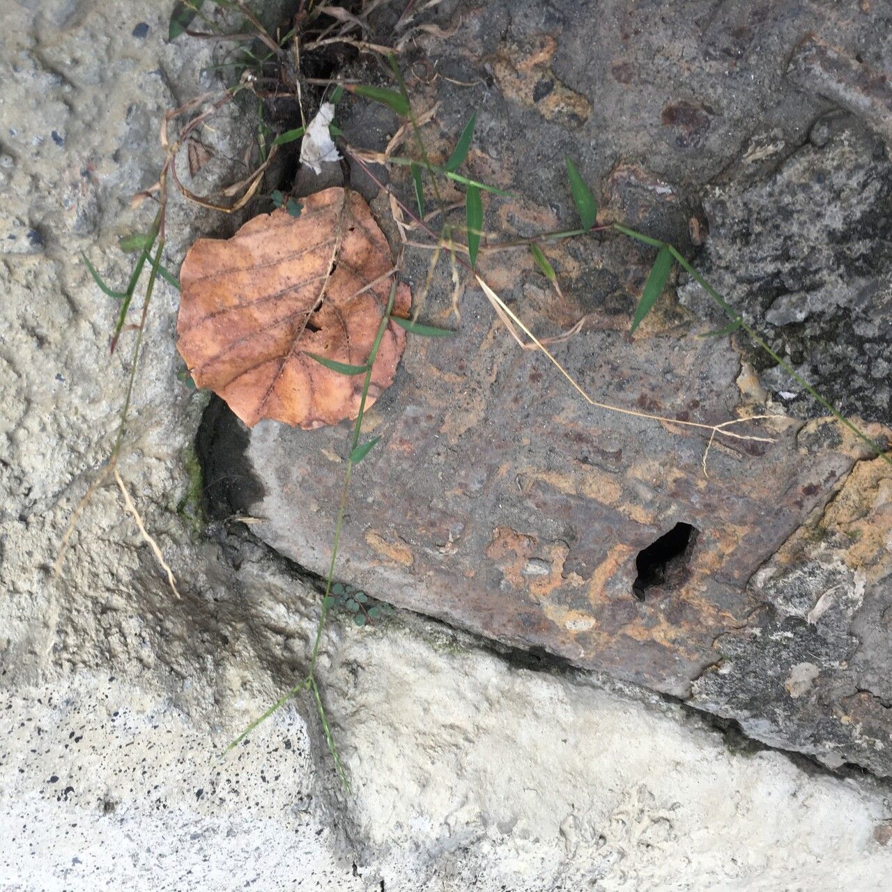 Digitaria radicosa habit