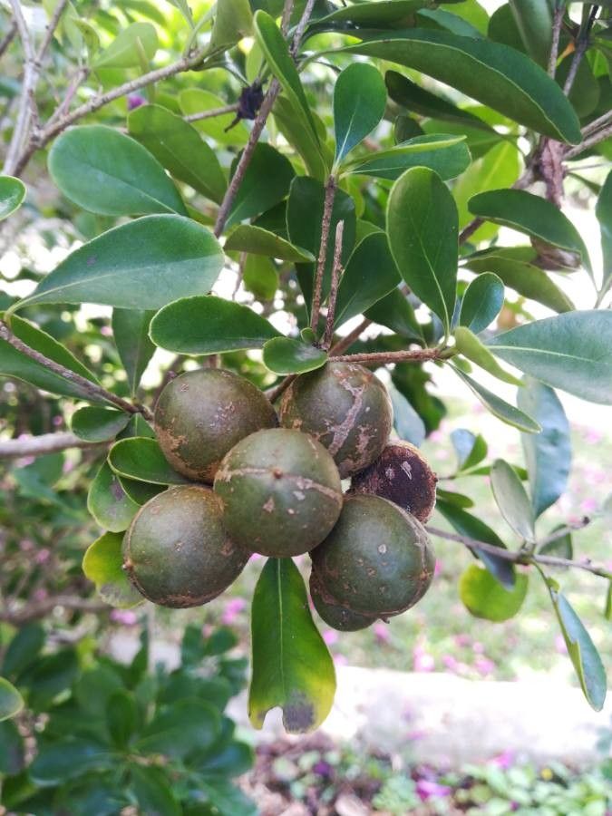 Pittosporum coccineum fruit