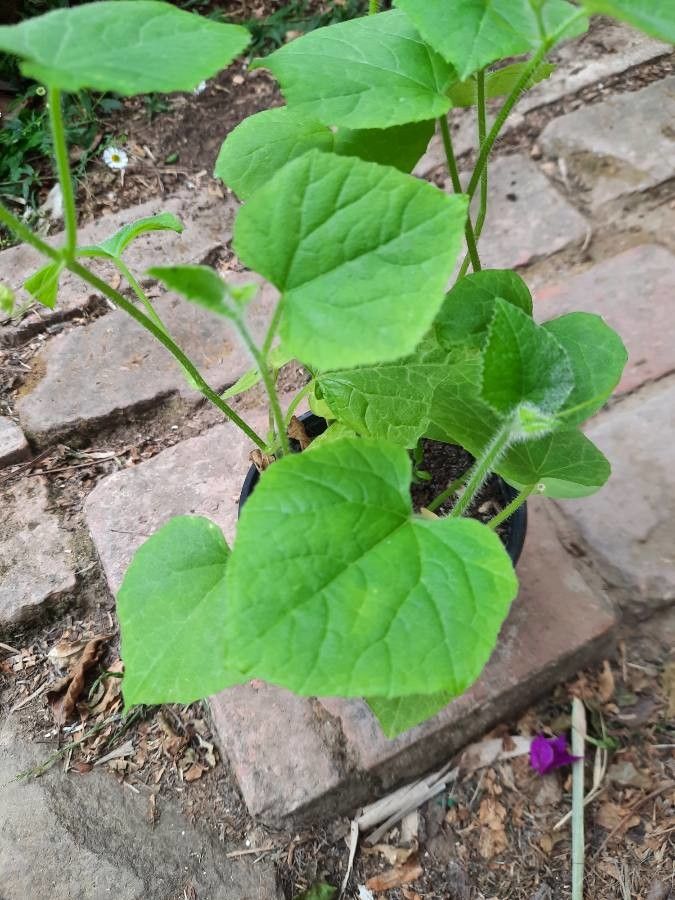 Cucumis metuliferus — search result for 'Cucurbitaceae'