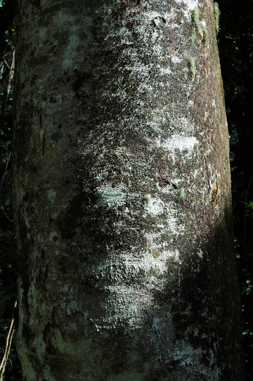 Falcataria moluccana bark