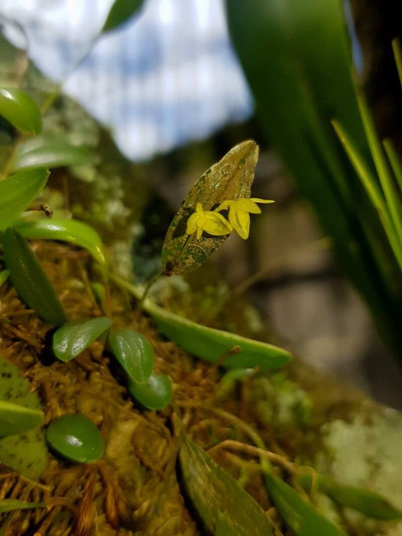 Pleurothallis pruinosa — houseplant care guide