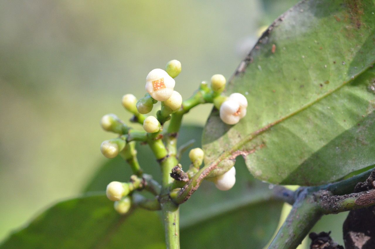 Garcinia densiflora flower