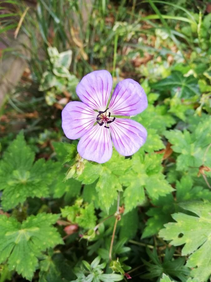 Geranium erianthum flower