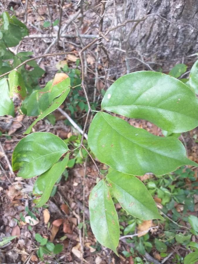 Hymenaea verrucosa — search result for 'Germany'