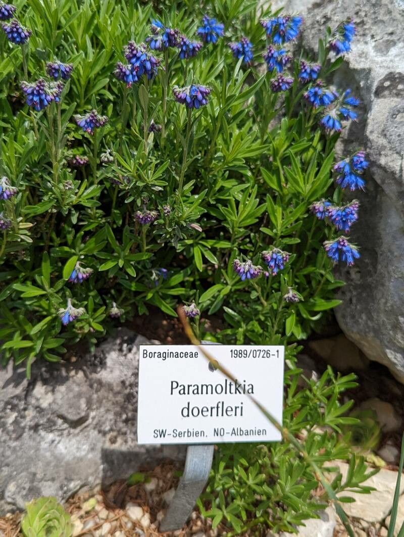 Paramoltkia doerfleri other