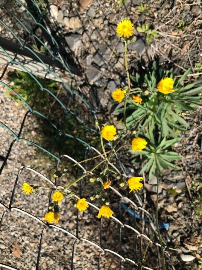 Pilosella piloselloides flower