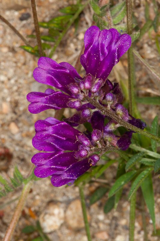 Vicia eriocarpa flower