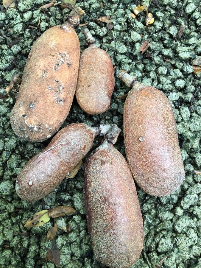 Hymenaea courbaril fruit