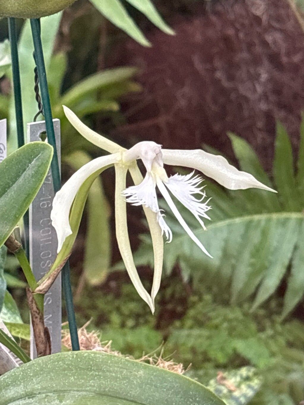 Epidendrum megalemmum flower