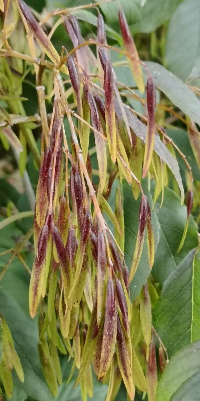 Fraxinus bungeana fruit