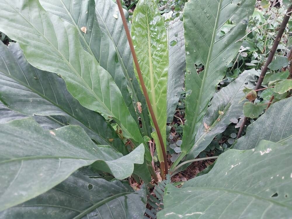 Anthurium crassinervium — search result for 'Anthurium'