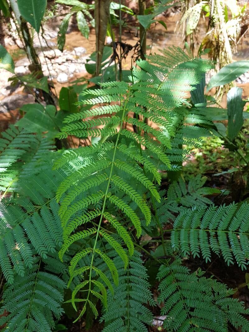Vachellia allenii — related species from the same genus