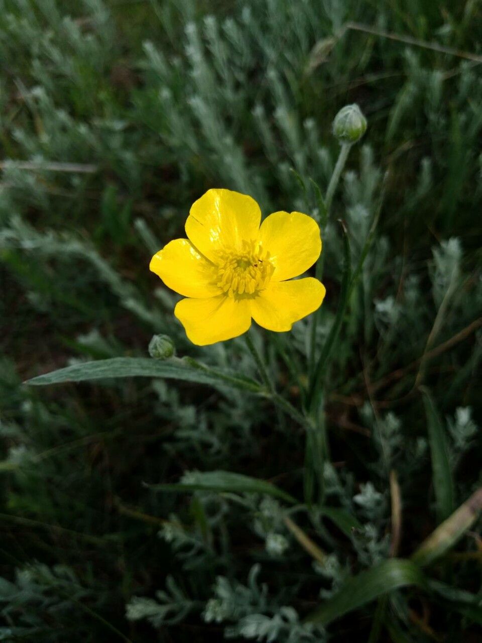 Ranunculus illyricus flower