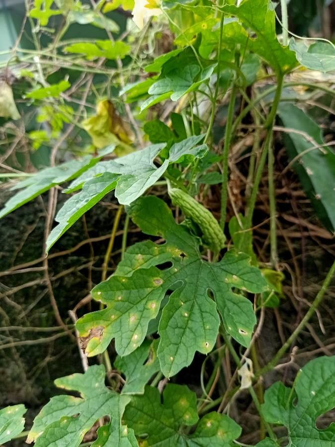 Momordica dioica leaf