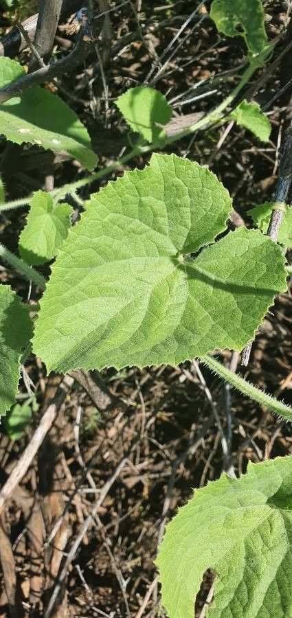 Cucumis dipsaceus leaf