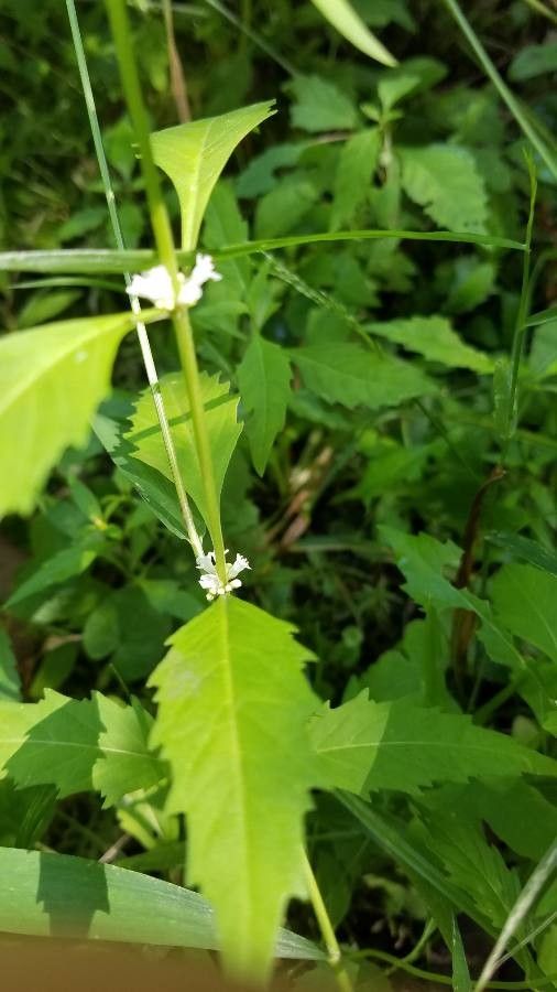 Lycopus virginicus flower