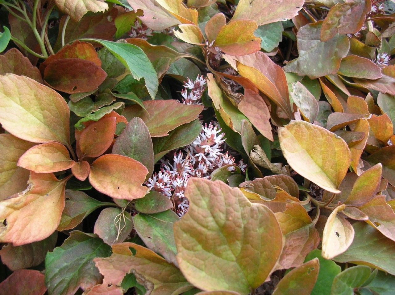 Pachysandra procumbens habit
