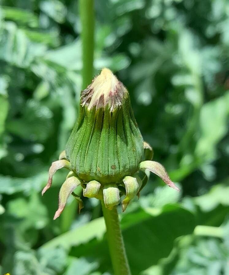 Chondrilla taraxacum other
