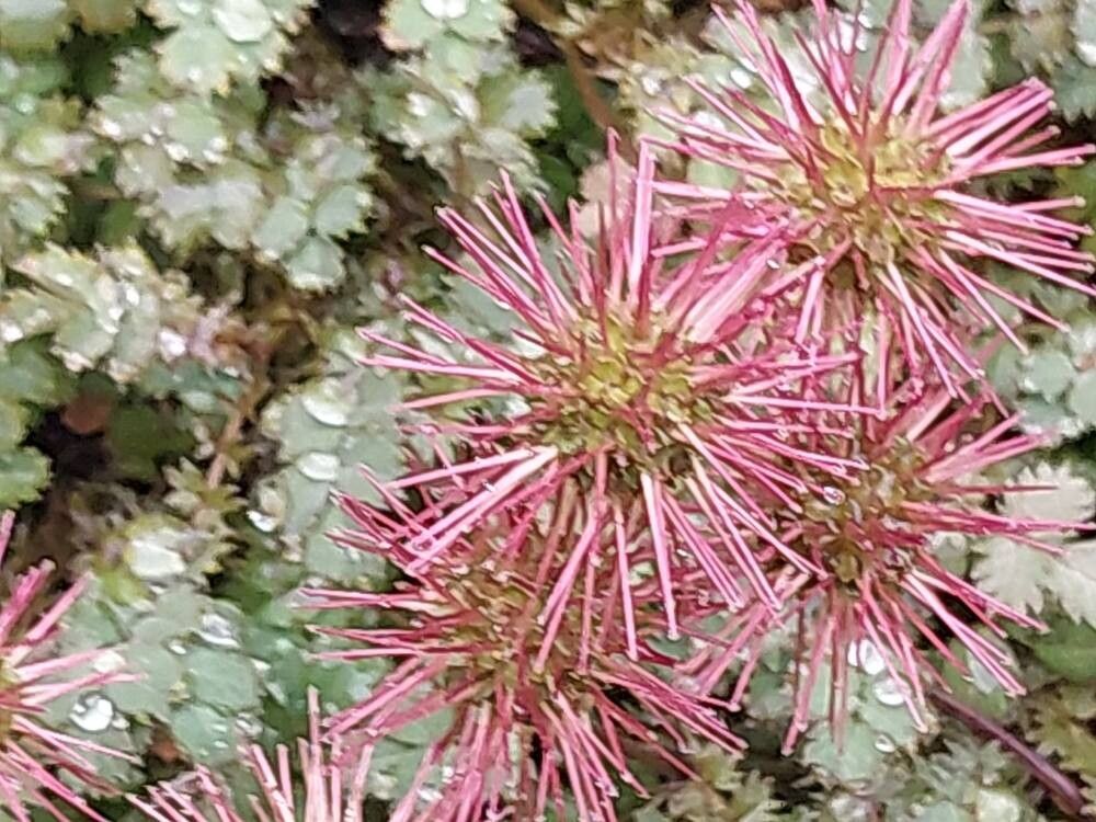 Acaena buchananii flower