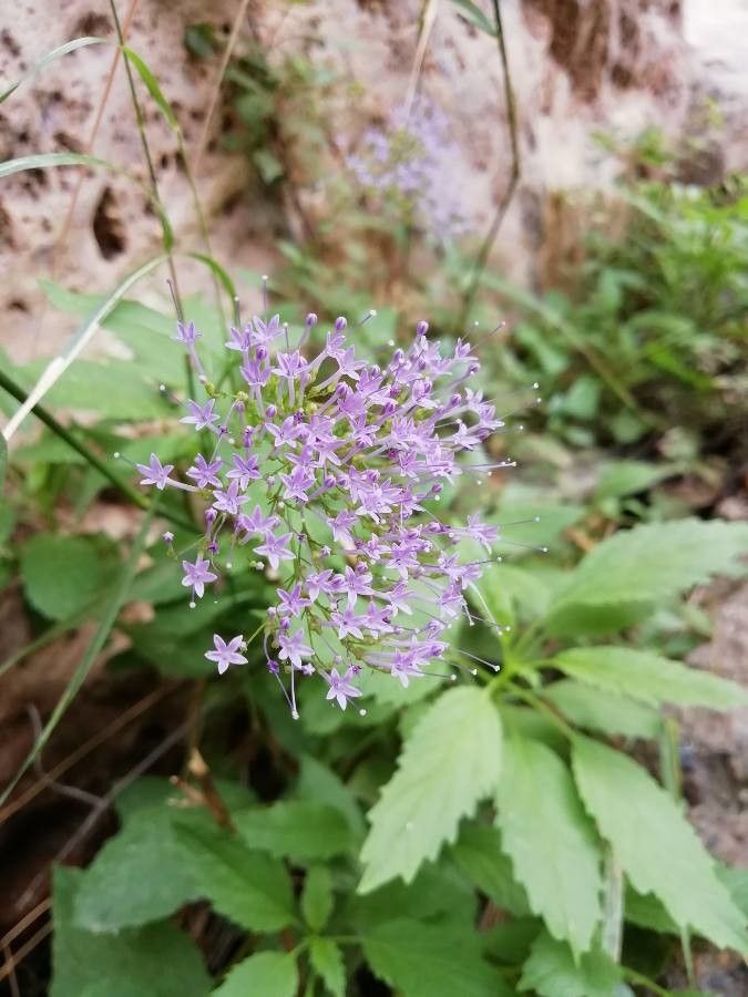 Trachelium caeruleum flower