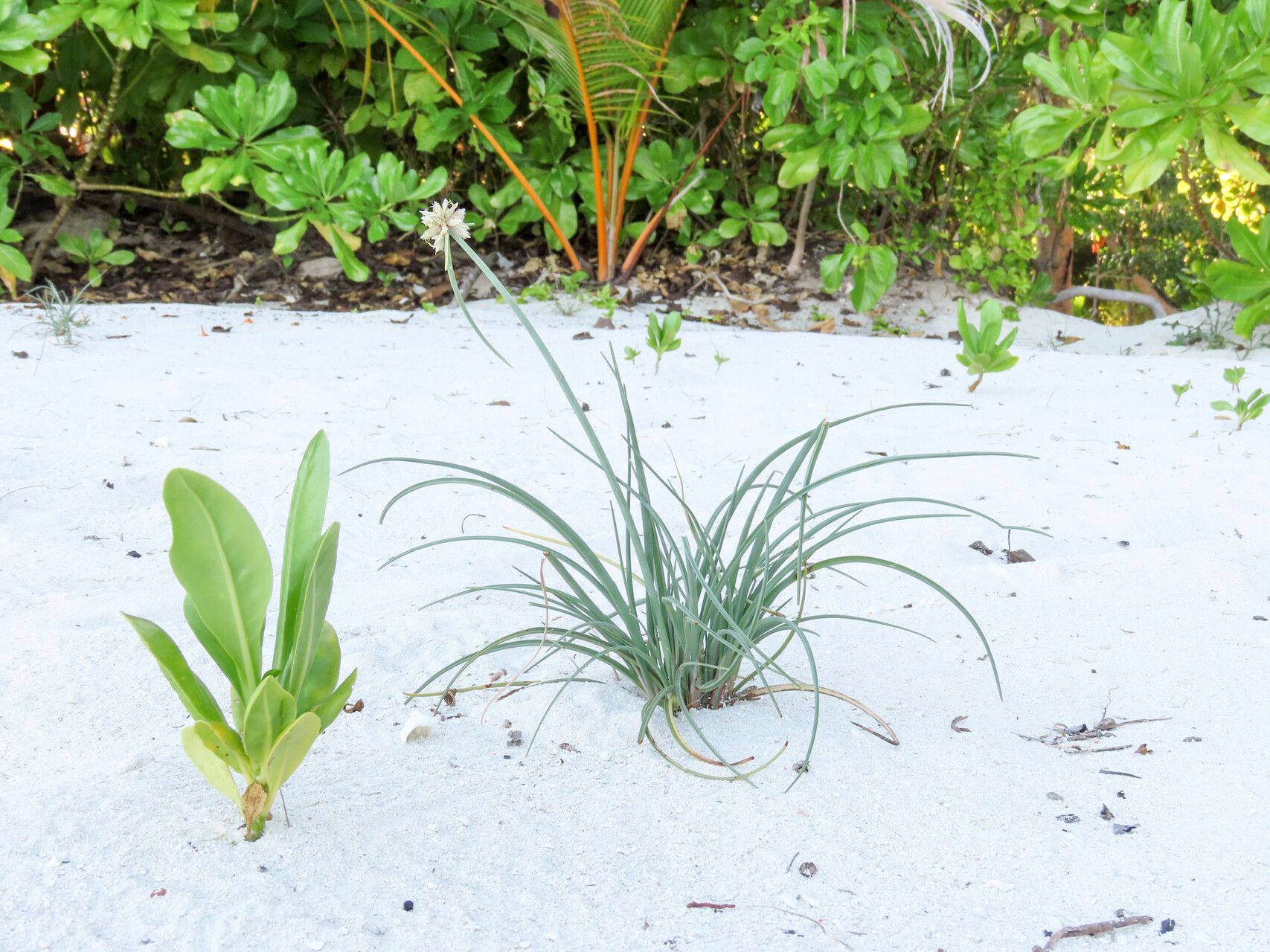 Cyperus pachyrhizus habit