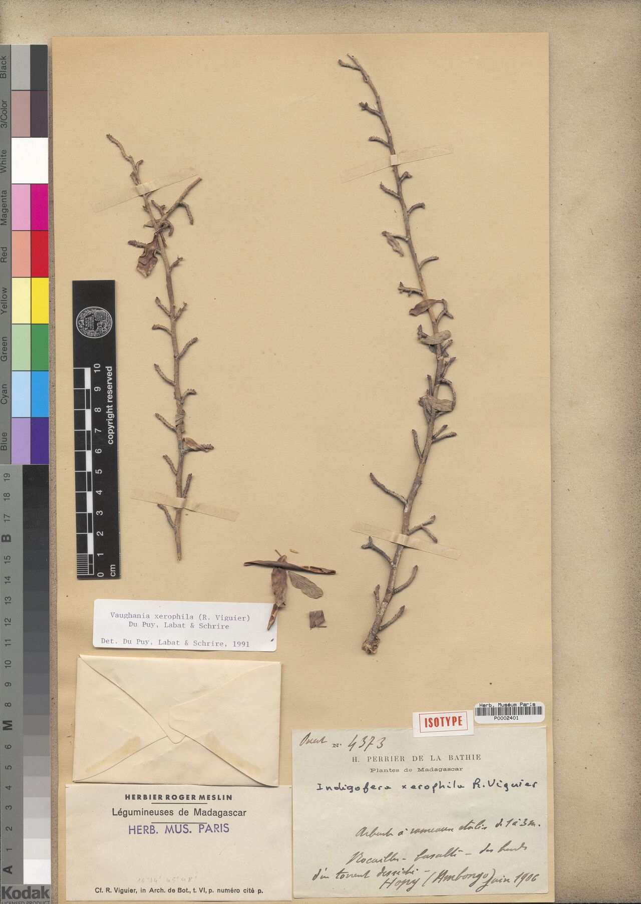 Indigofera xerophila — search result for 'Indigofera'