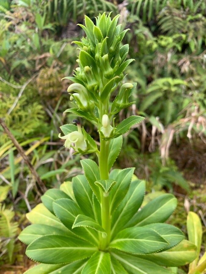 Lobelia stricta — houseplant care guide