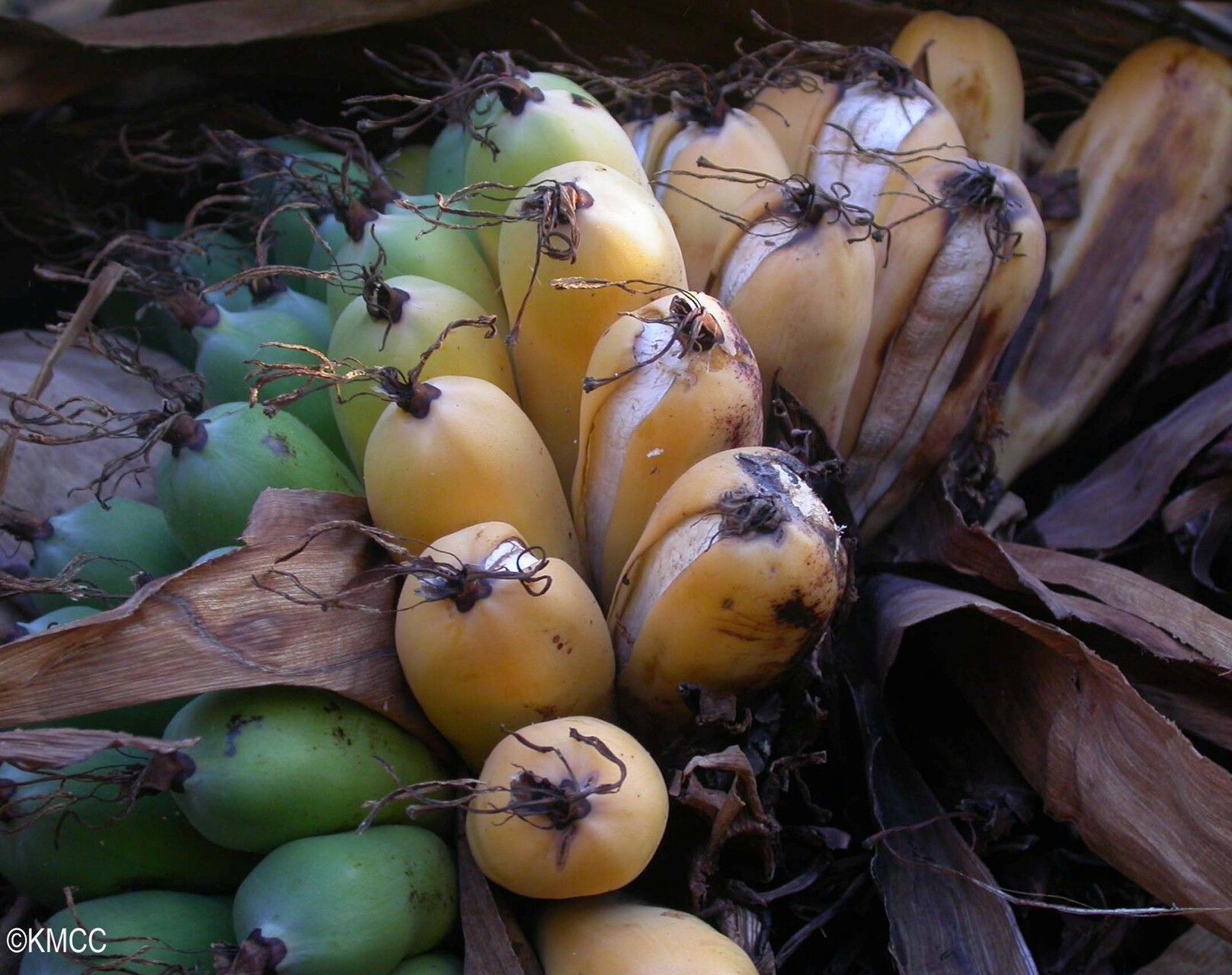 Ensete perrieri fruit