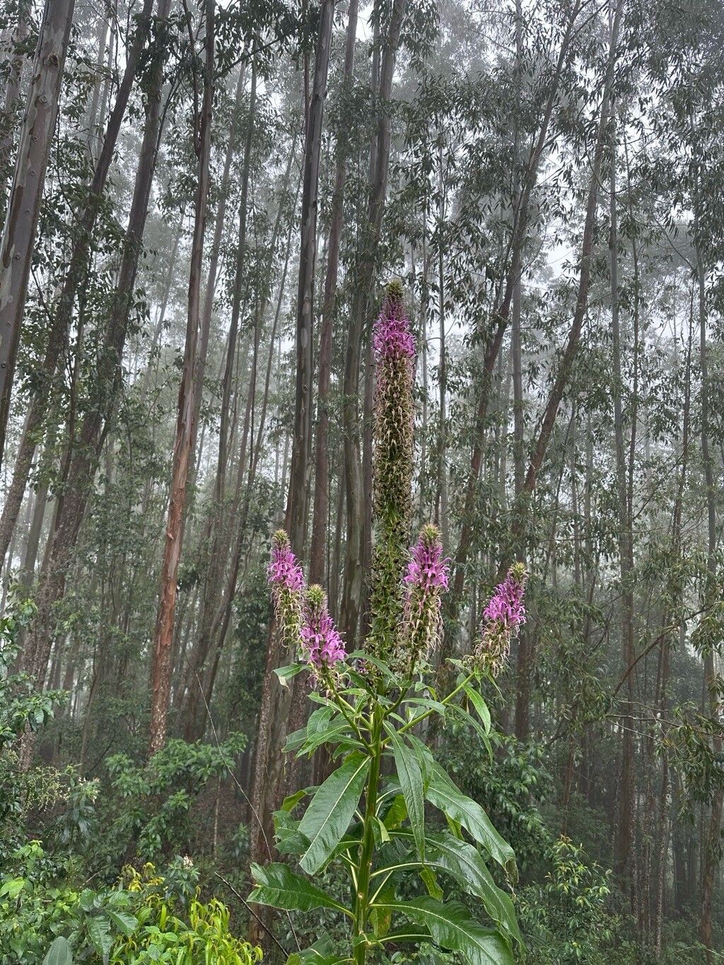 Lobelia brasiliensis flower