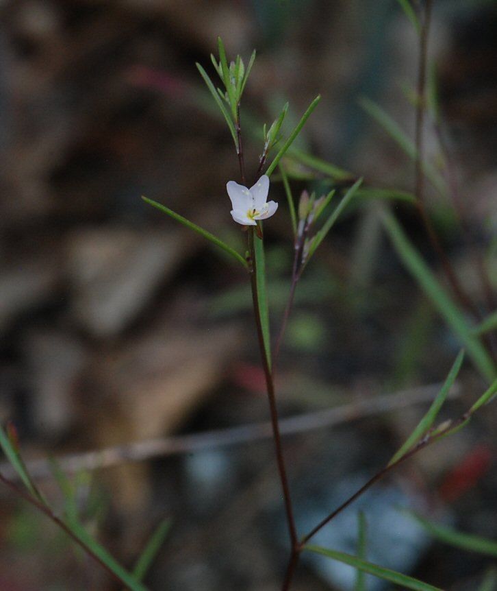 Gayophytum eriospermum flower