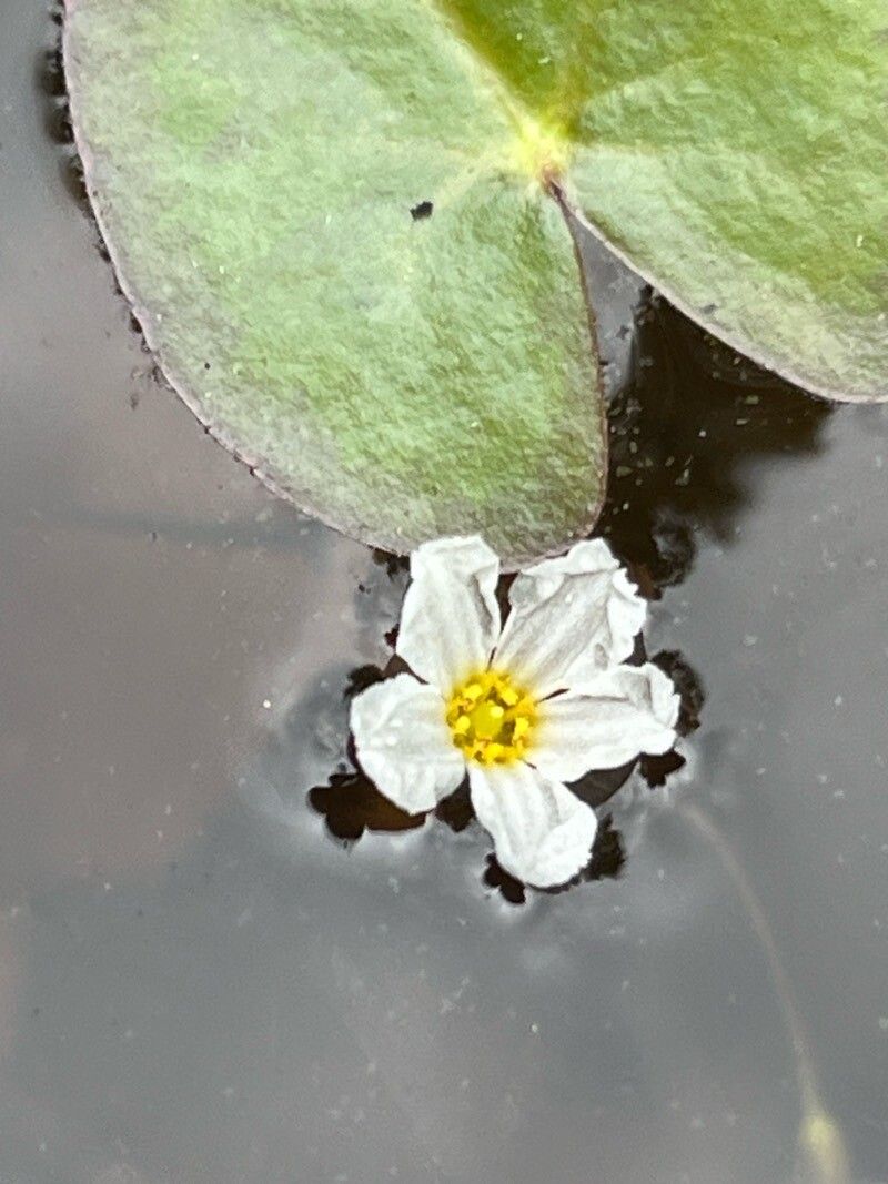 Nymphoides cordata flower