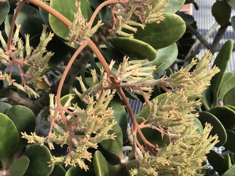 Kalanchoe dinklagei flower