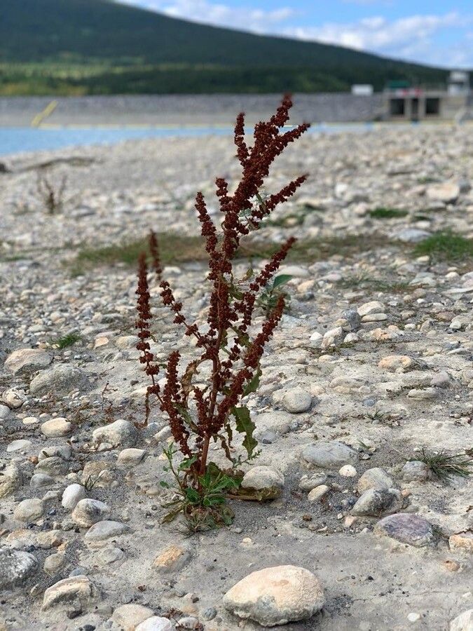 Rumex rupestris leaf
