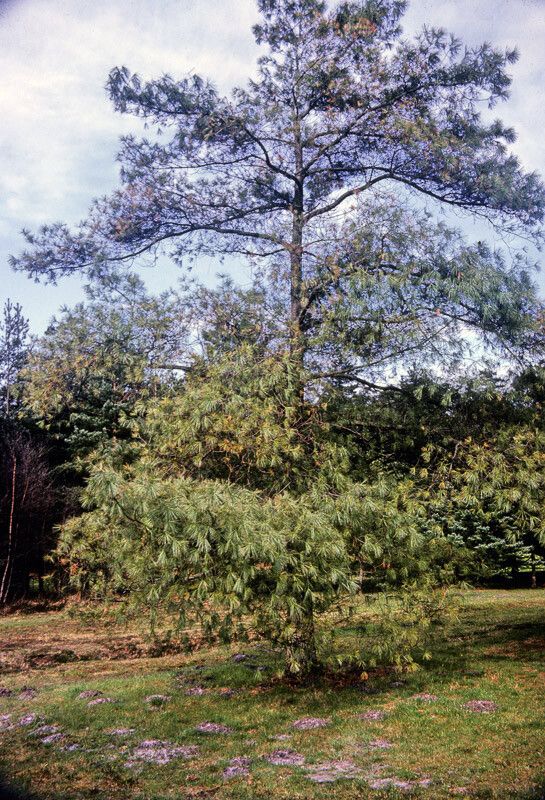 Pinus armandii — search result for 'Pinus'