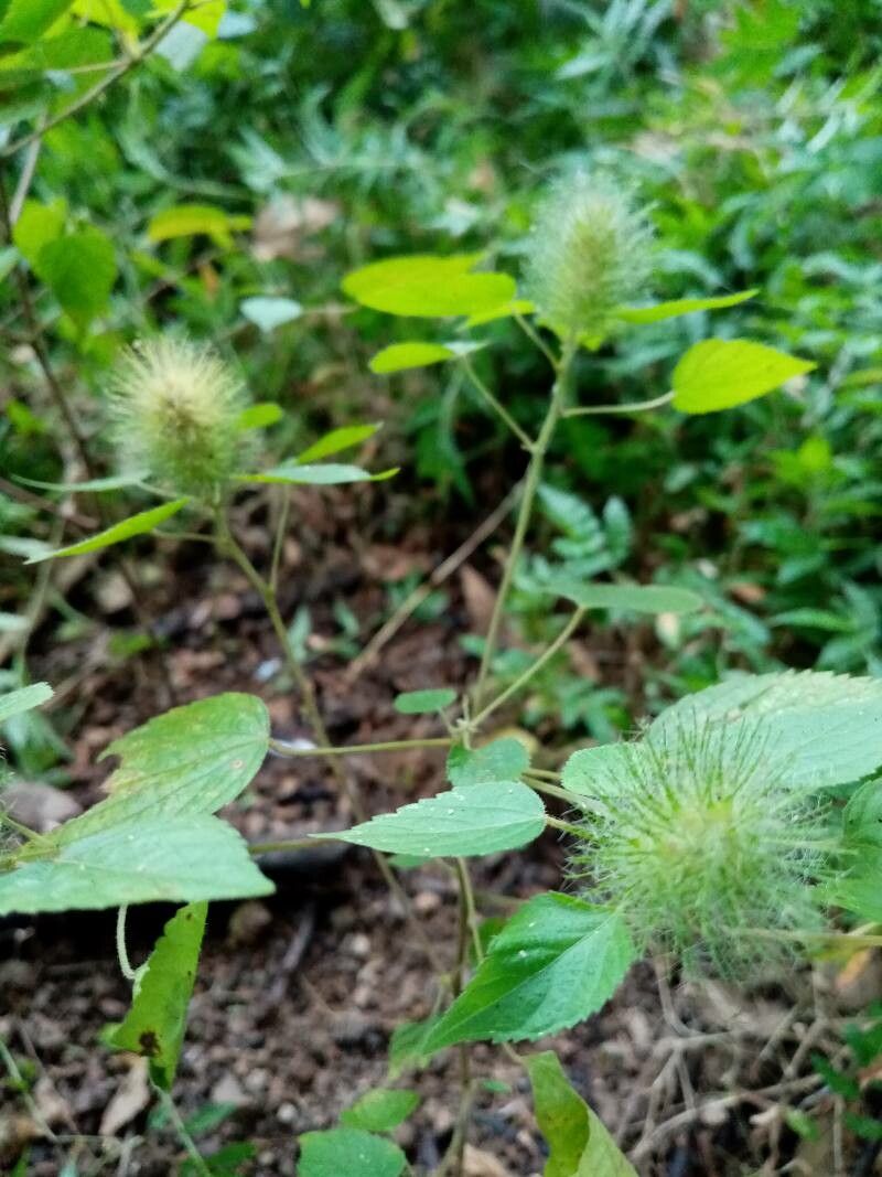 Acalypha alopecuroidea flower