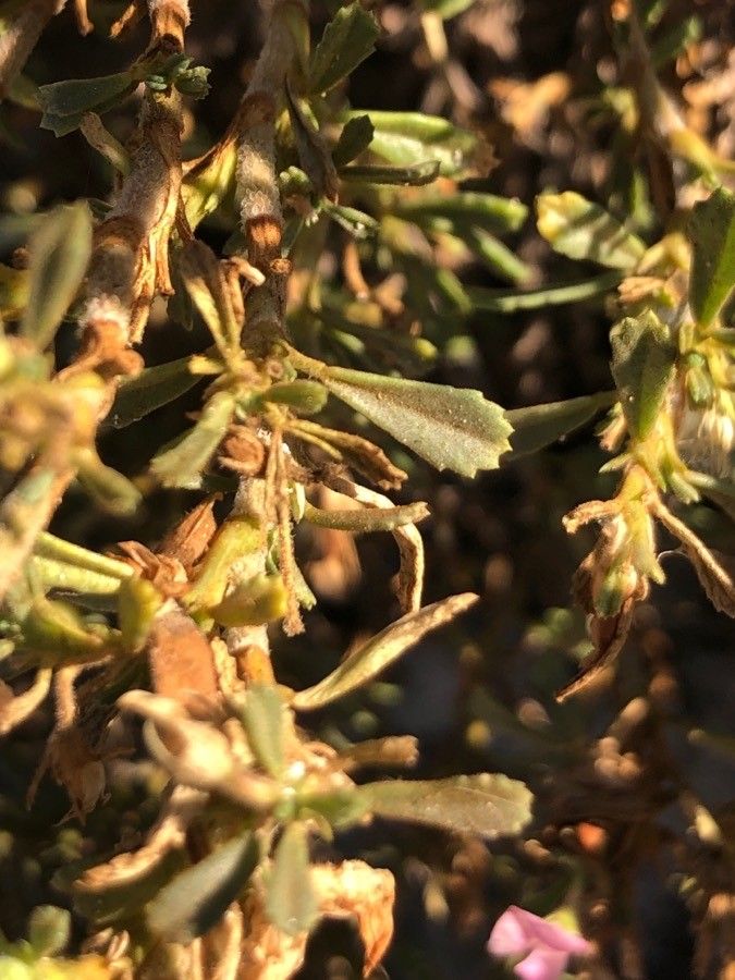 Ononis tridentata — houseplant care guide