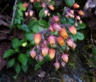 Echeveria brachetii flower