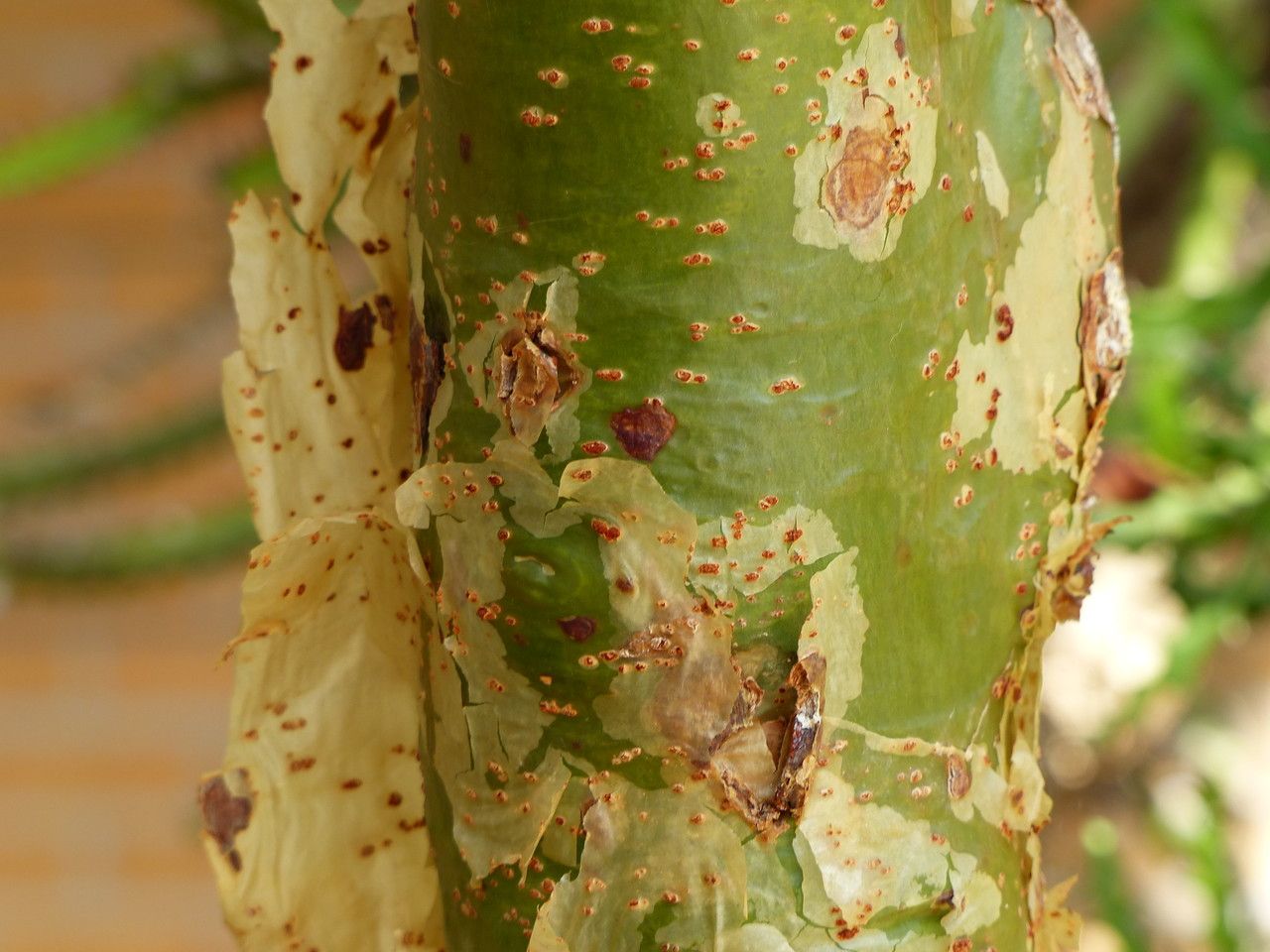 Commiphora marlothii bark