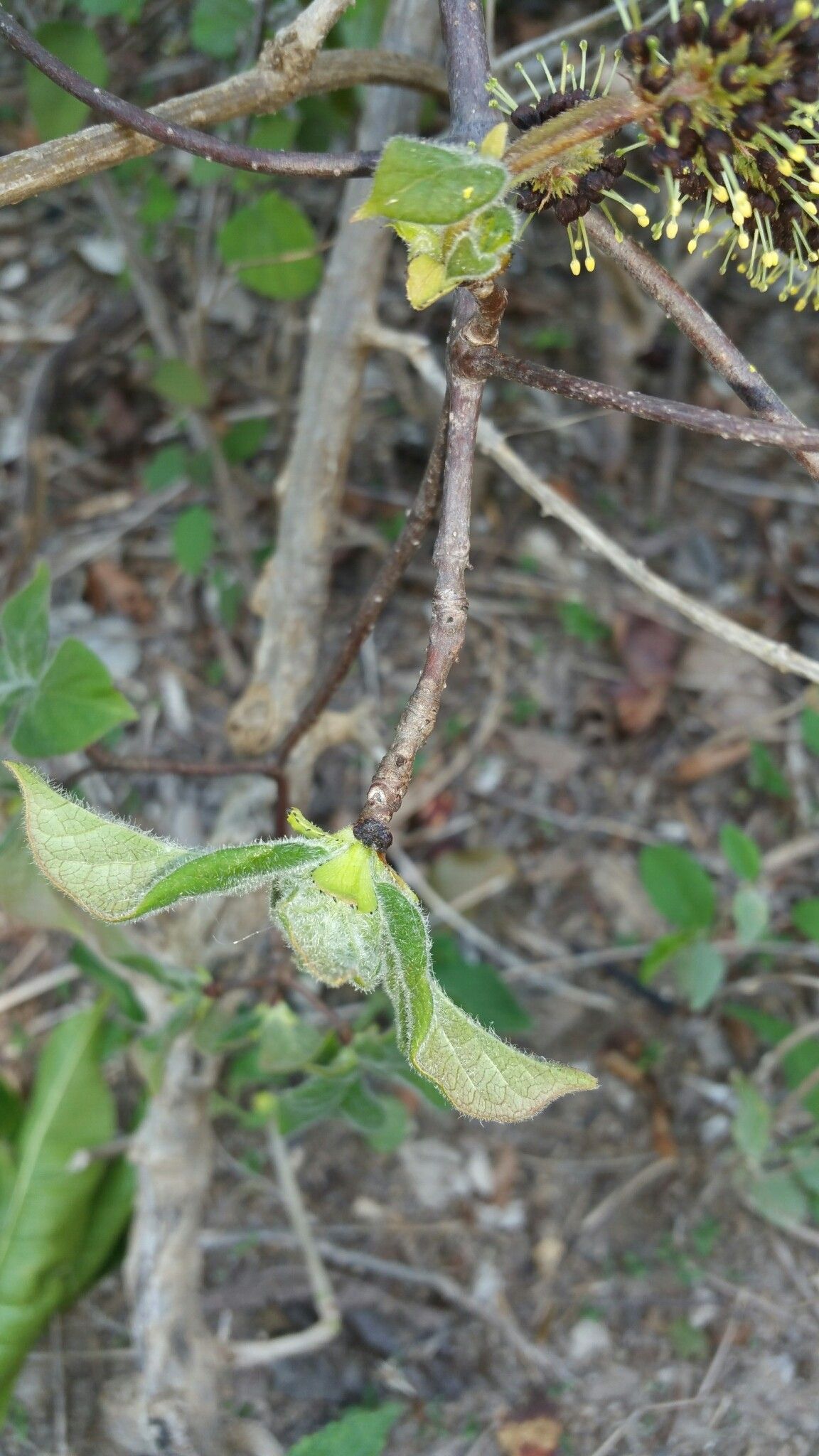 Hymenodictyon tsingy — houseplant care guide