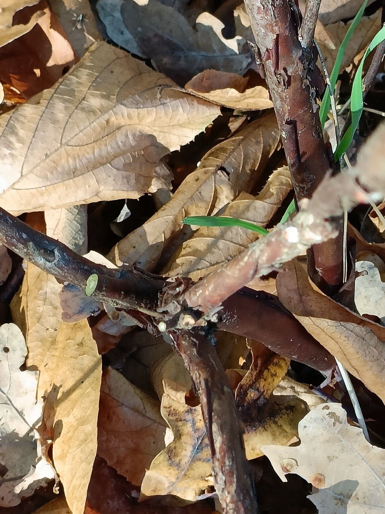 Rhododendron nipponicum bark