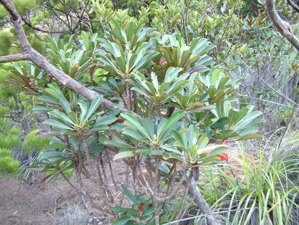 Thiollierea laureana habit